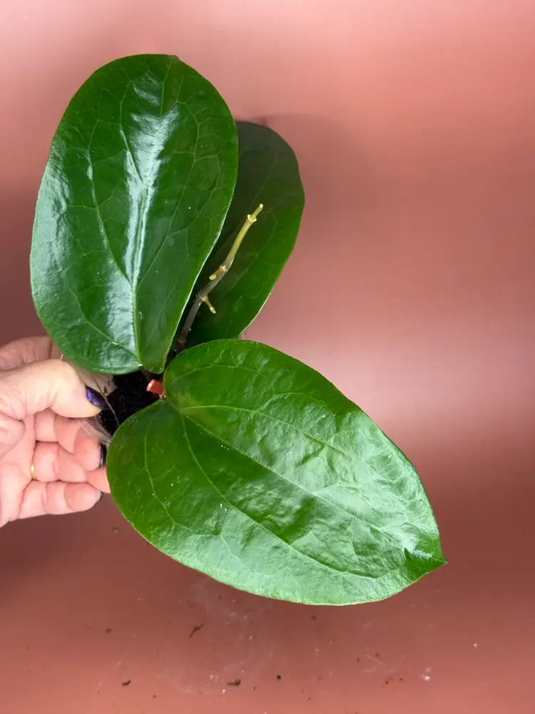 #3651 Hoya Suriaogensis *sunstresses