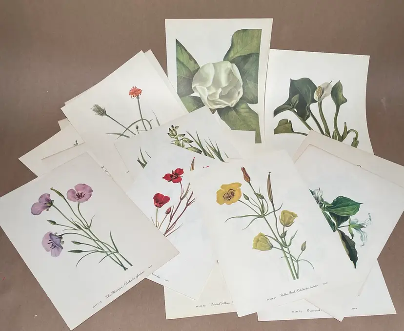 MCM 1953 Mary Walcott Botanical Flower Prints Lot of 22 Double Sided - VINTAGE
