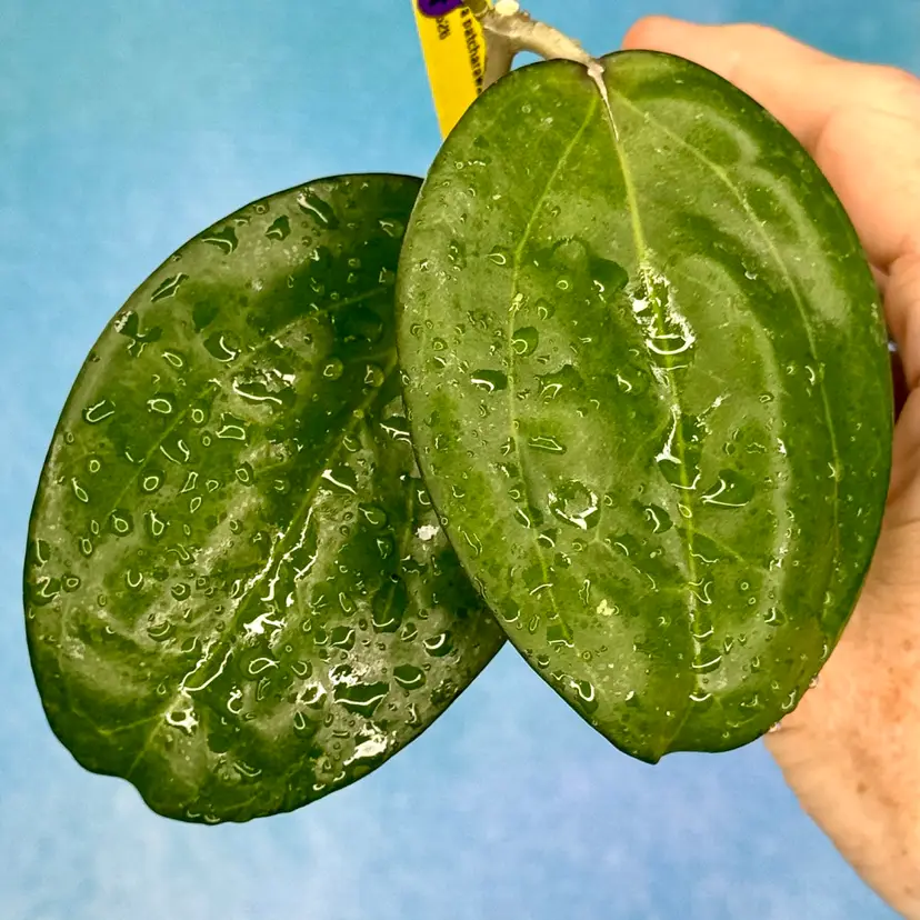 47 Hoya patcharawalai 023
