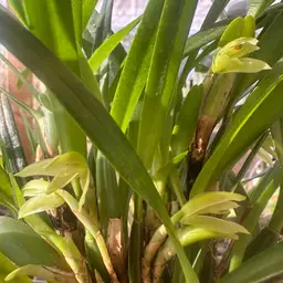 Maxillaria friedrichsthalii