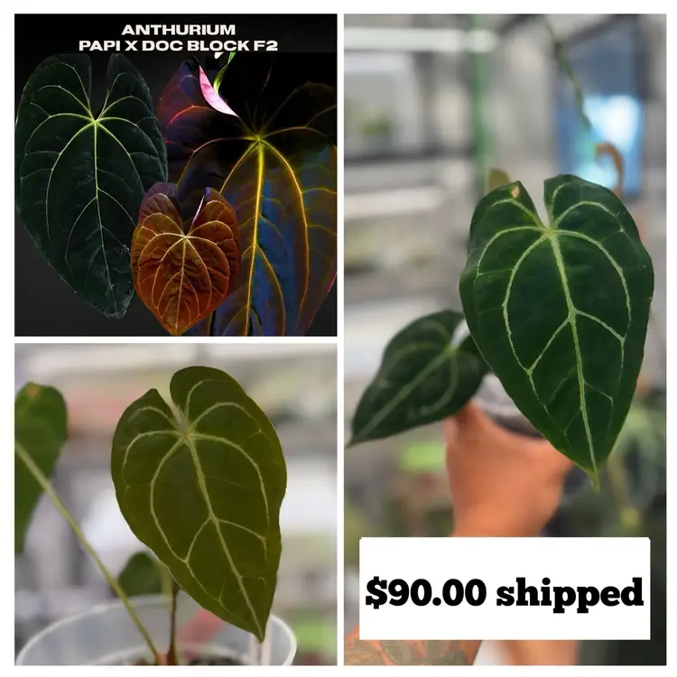 Papilillaminum x Doc Block F2