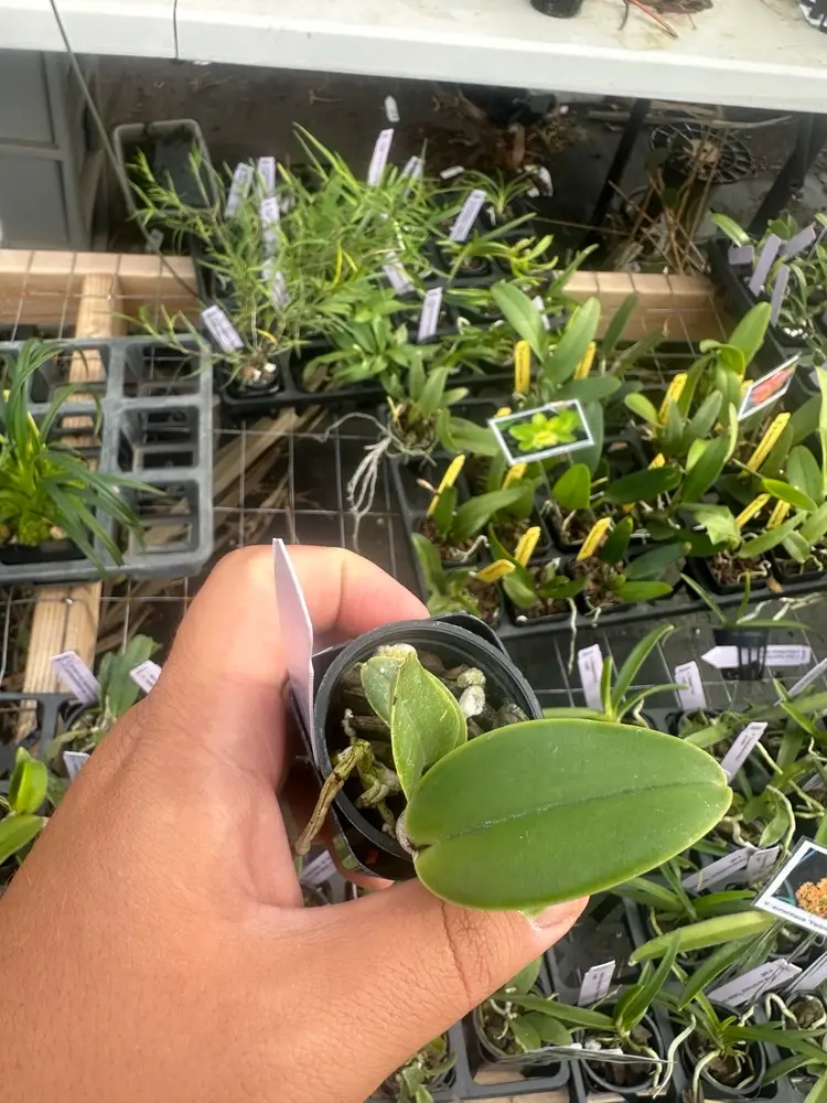 Rlc. Pastel Queen 'Peach Melba' BM/JOGA x Rlc. George King 'Serendipity' AM/AOS