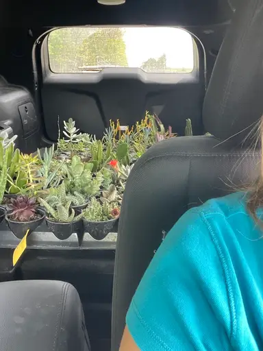 Auction Unboxing - Amish Plants Edition Succulents And Cactus