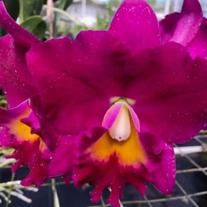 Pot. Jerry Rehfield 'Paradise Fuschia' - 2.5” Pot