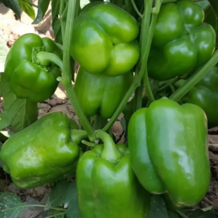 Emerald Giant Pepper vegetable seeds