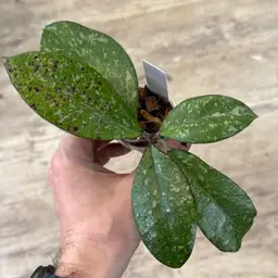 2 Hoya RSLH10-10 (h. Crassipetiolata x h. ‘Michele’)