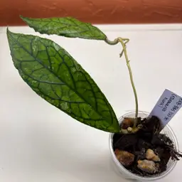 #01 - 996 NEW Hoya KRB-BAS 1123-30 (ranauensis x unk)