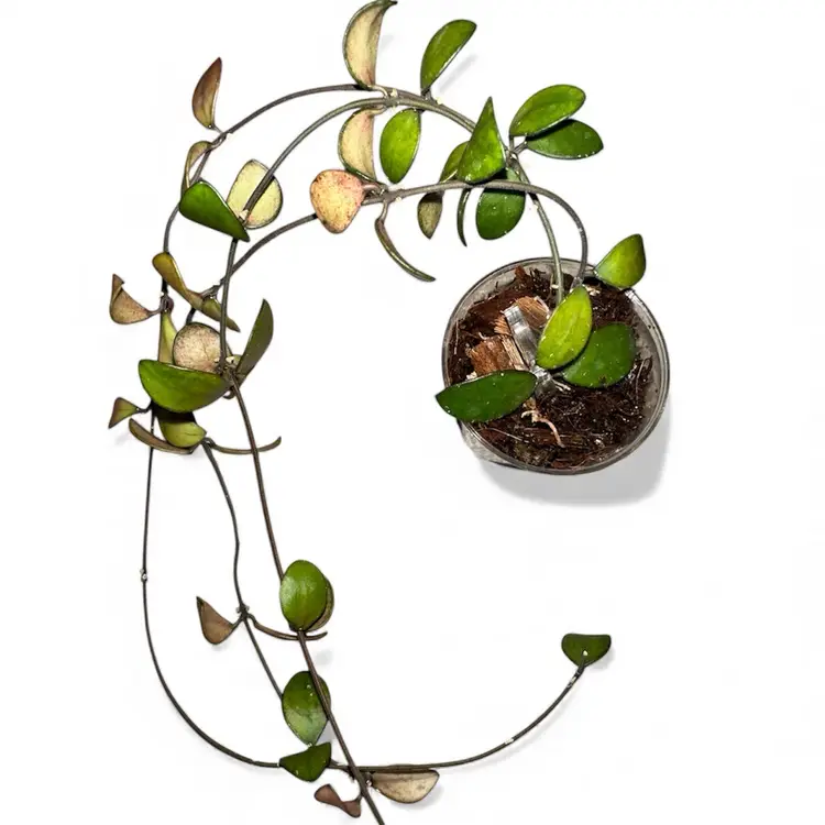 sp. Kalimantan mini coin variegated