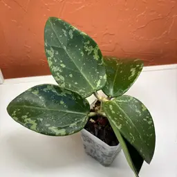 Hoya ‘Snow Leopard’