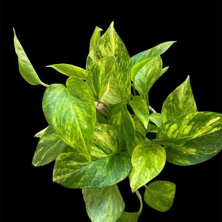 Neon Queen Pothos