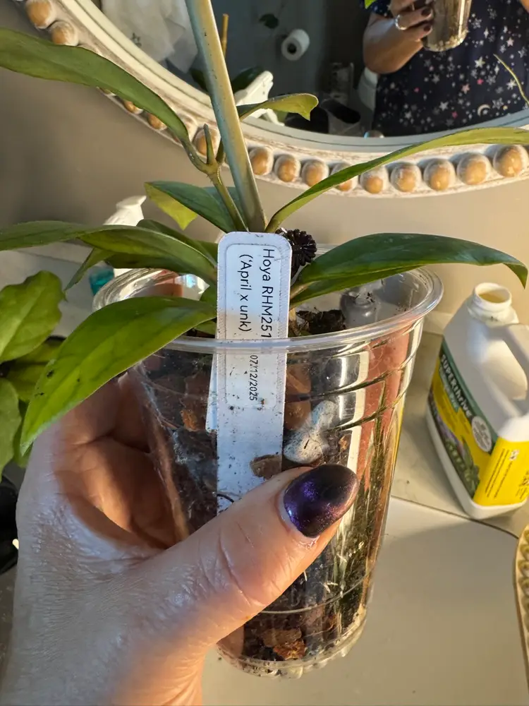 #3678 April OP
RHM25139