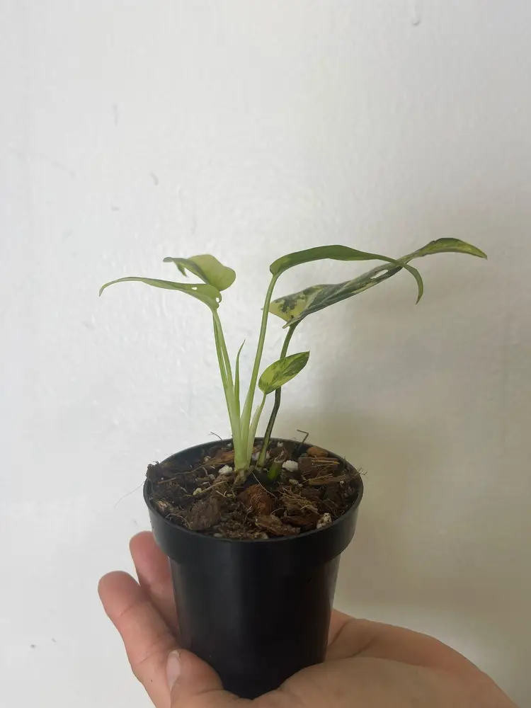Monstera Siltepecana El Salvador 3”