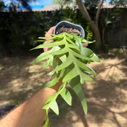 Ric Rac Cactus