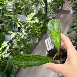 #01 - 996 NEW Hoya KRB-BAS 1123-30 (ranauensis x unk) LYDIA