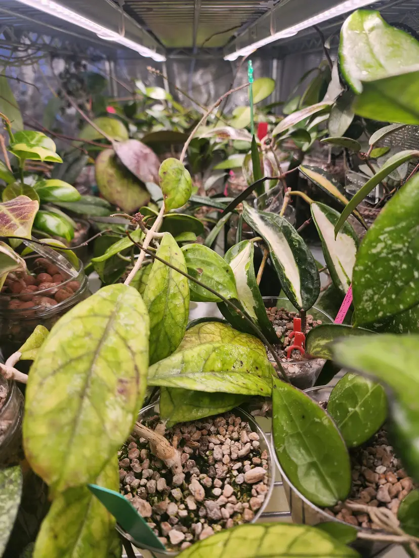 Livestream thumbnail