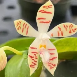 Phalaenopsis zebrina
