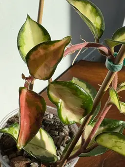 Hoya carnosa ‘Marlea’ [B]