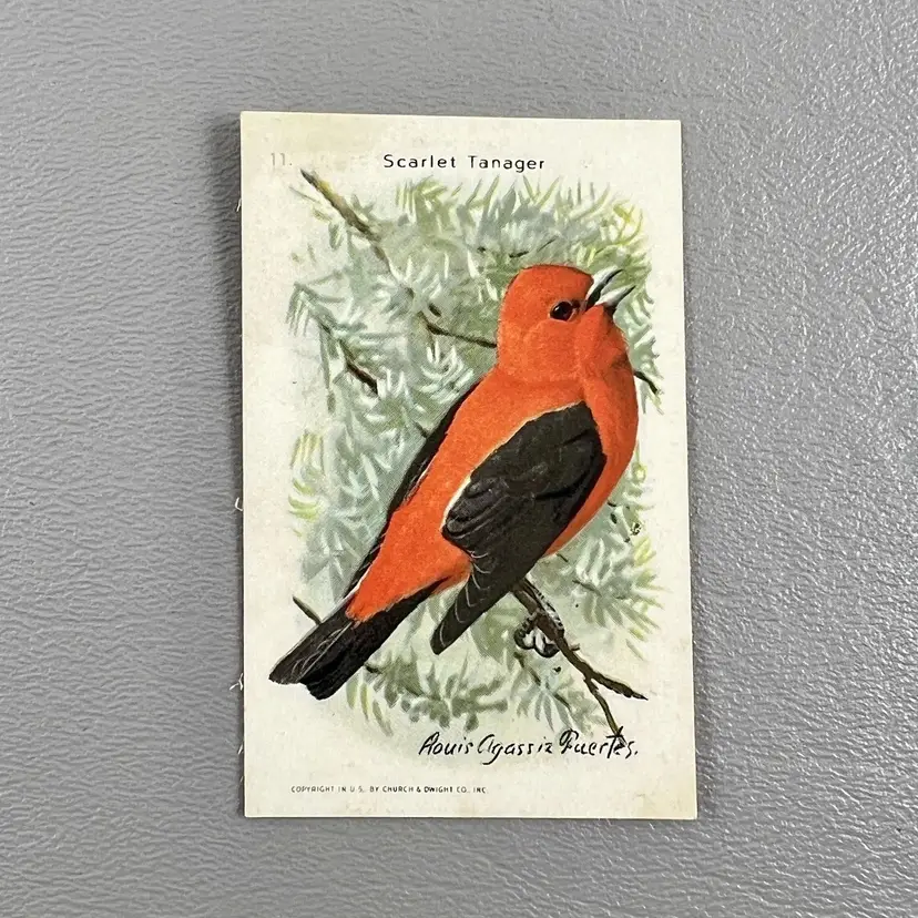 Victorian Trade Card Scarlet Tanager Bird Arm Hammer Baking Soda 3x1.5"