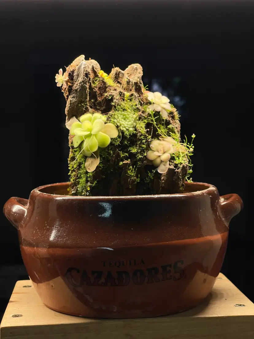 Pinguicula Rock Display Kit