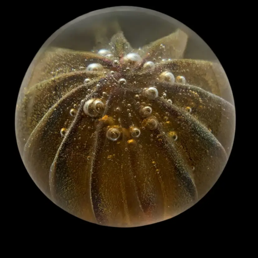 #01 Murano Archimede Seguso 2”T X 2.25” W