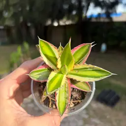 Agave Lophantha Quadricolor