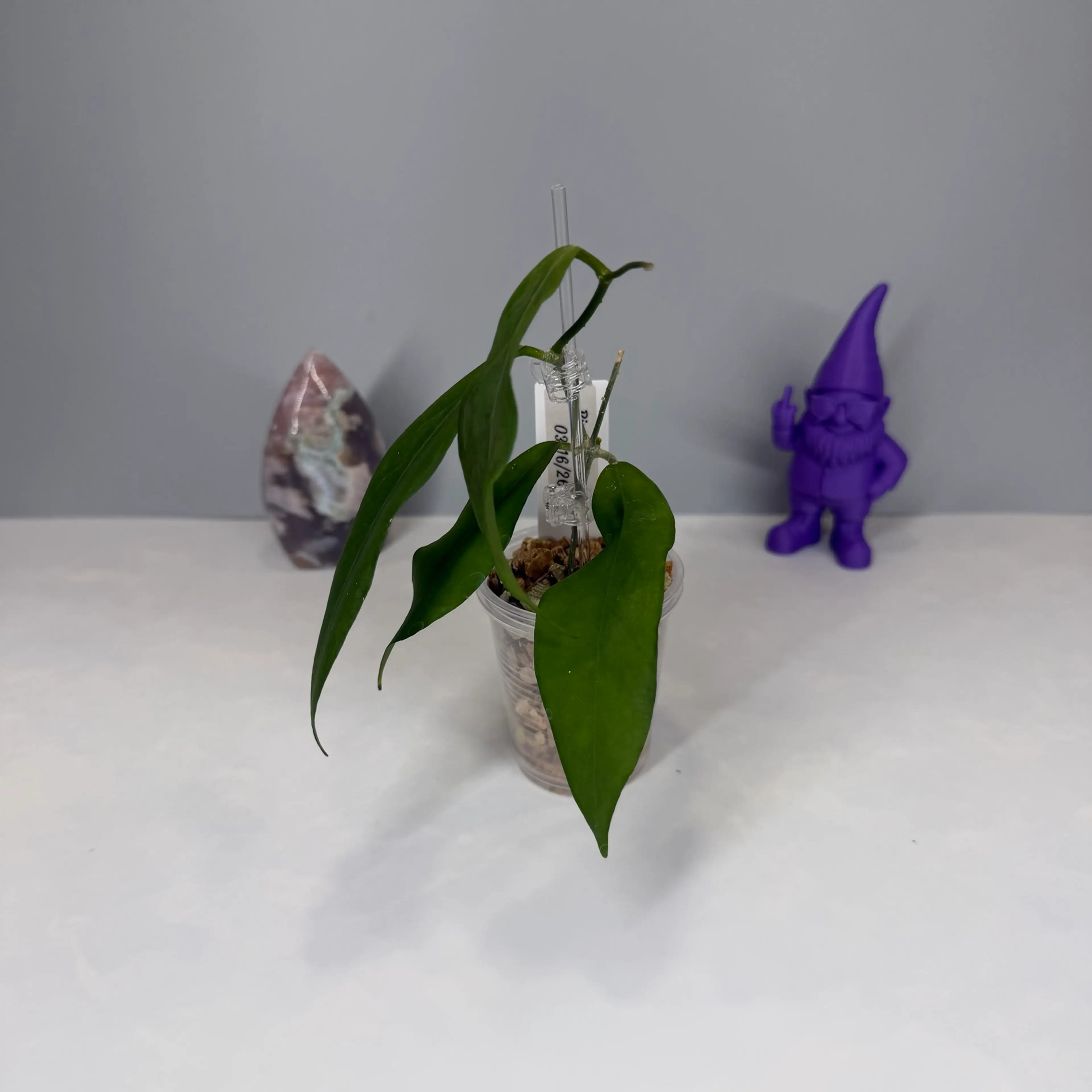 Image 2 of 3