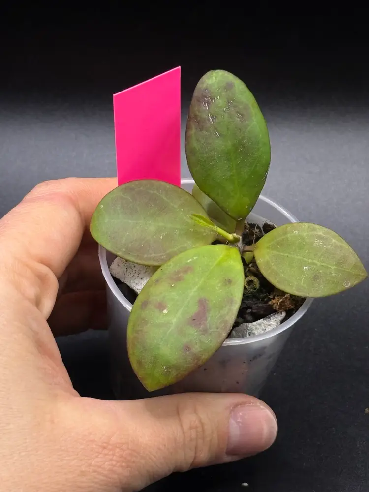 **SEEDLING** Hoya RHM 25139 KZ-01 (April x OP)