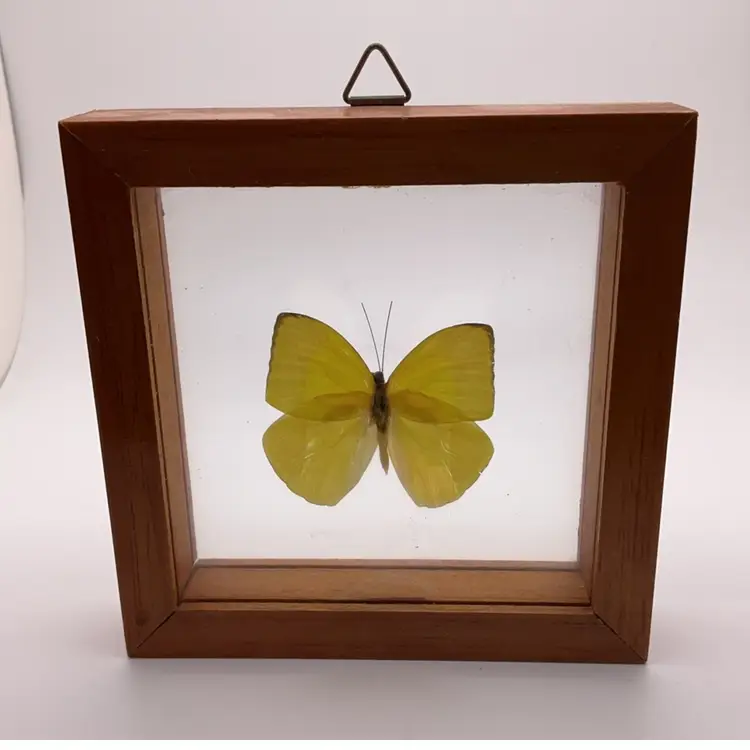 POW2 Taxidermy Framed Butterfly Rhabdodryas Trite Frame 4.75" x 4.75"