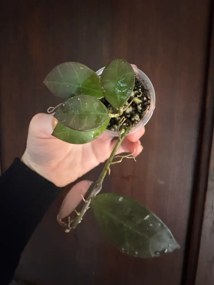 Hoya sipitangensis rooted cutting