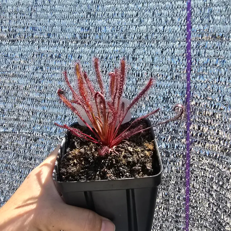 SEEDS- Drosera capensis (Dark Maroon Red)