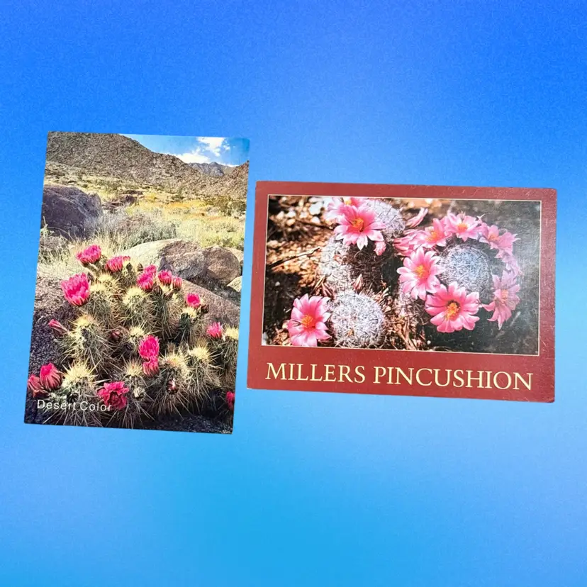 Lot/2 Southwestern Vibes Vintage Colorful DB Cactus Postcards, Unused