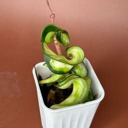 #3654 Hoya compacta 'Mauna Loa’