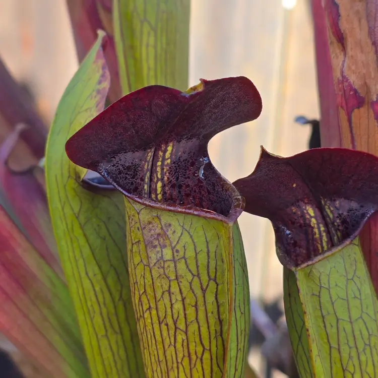 SEEDS- Sarracenia (open pollinated)