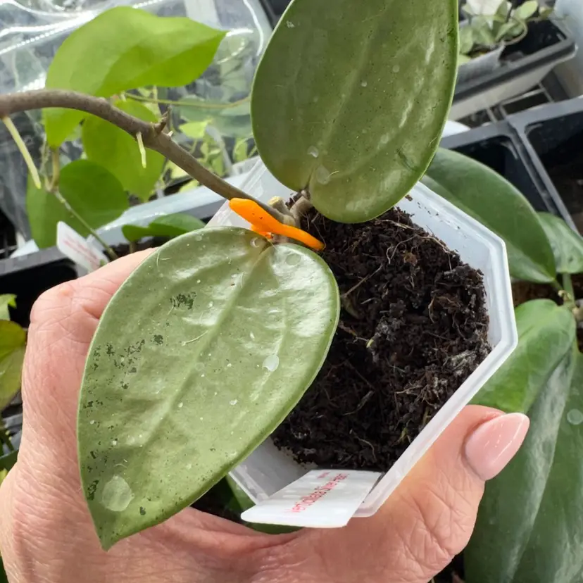 Verticillata Silver Heart