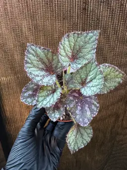 1202 | 4” Begonia Peace