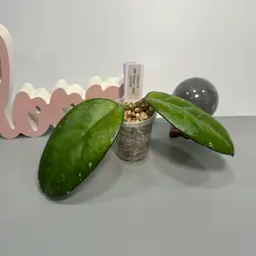 I02 RHM24114 (AH ‘Ceereen’ x Unk)