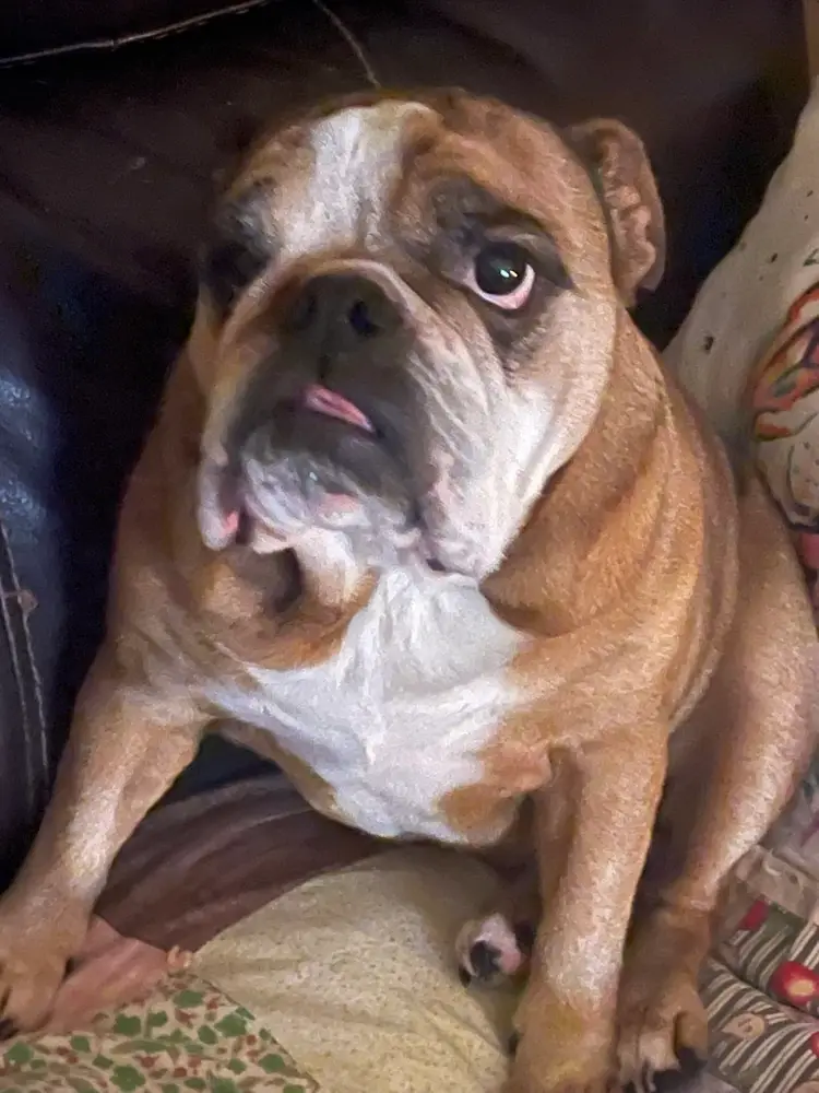 Rosey Invites You To The Sunday Show To See New Finds! Collectibles, Christmas, Platters, Paperweights And So Much More! Drop In And Say Hello!