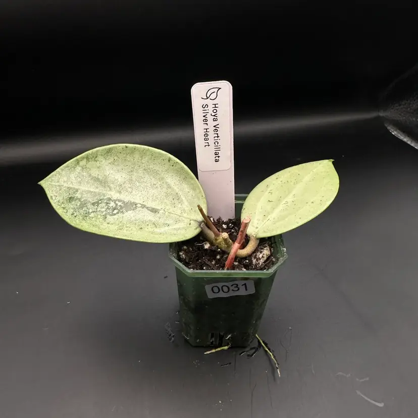 0031 Hoya Verticillata silver heart