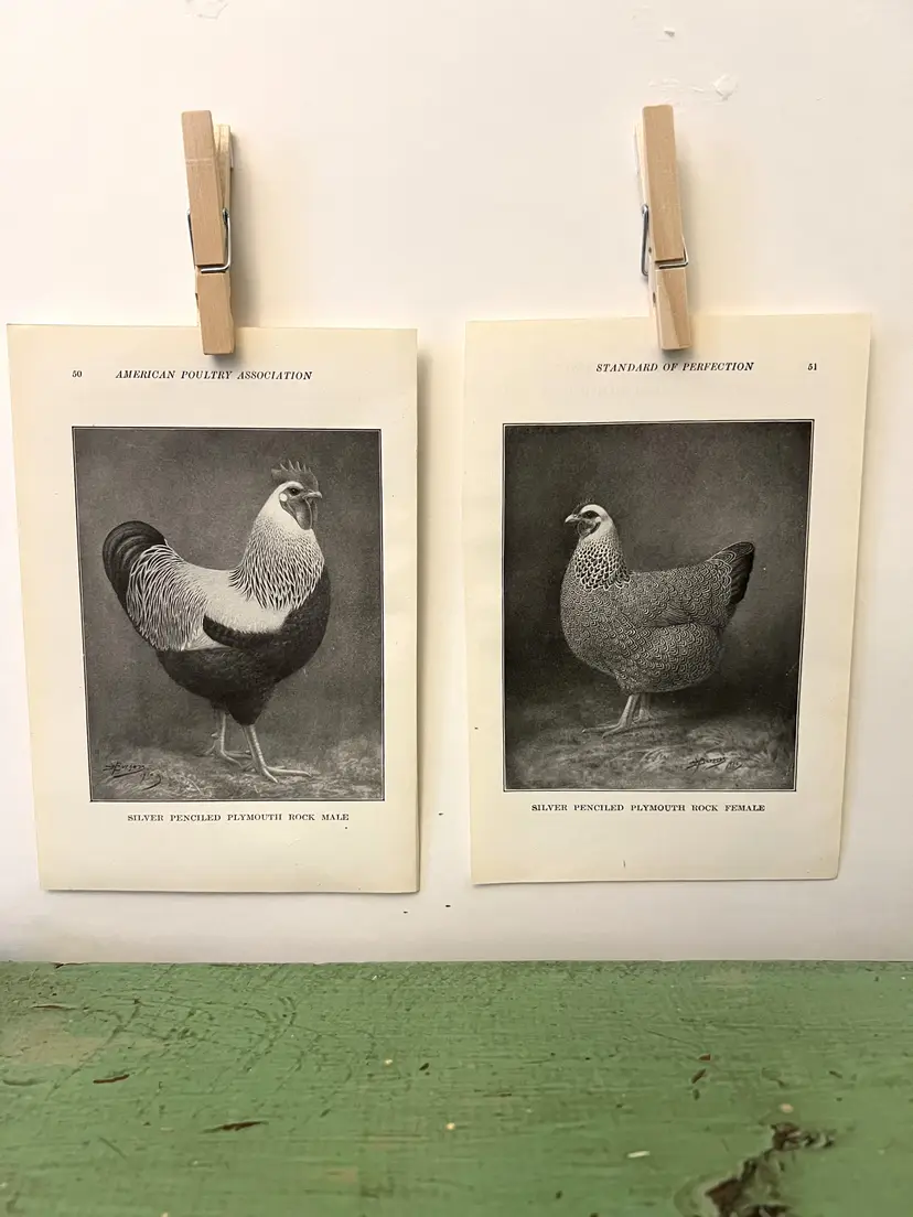 Vintage CHICKEN PRINTS Silver Penciled Plymouth Rock. c1912. Farm House Ephemera