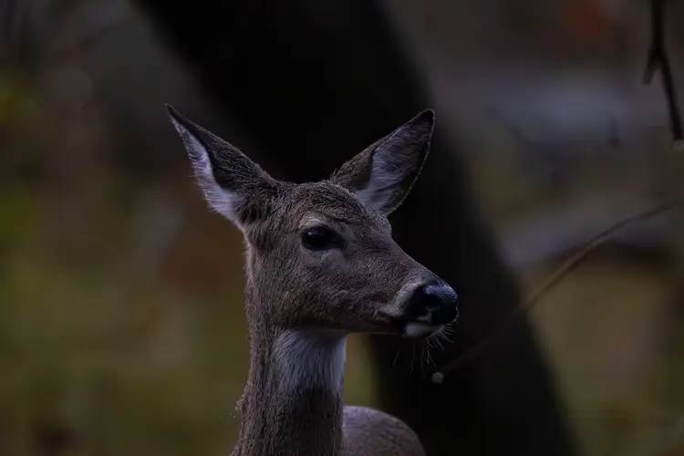 Quiet Departure - Fine Art Wildlife Photograph 8 x 12 by Faheem Jamaloodeen Hand Framed in Brazilian Cherry