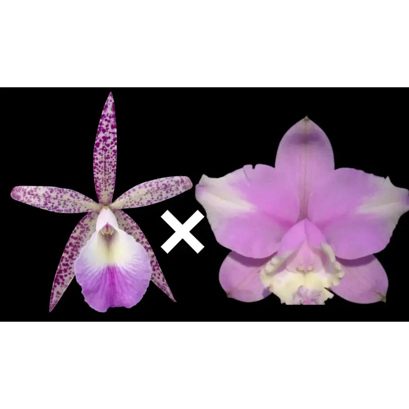 Bc. Walter August 'Pink Freckles' x C. loddigesii aquinii 'Alvaro Perelia'