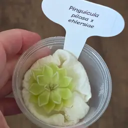 Pinguicula pilosa x ehlersiae