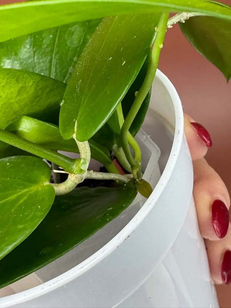 MB1379 (nicholsoniae x Aldrichii)