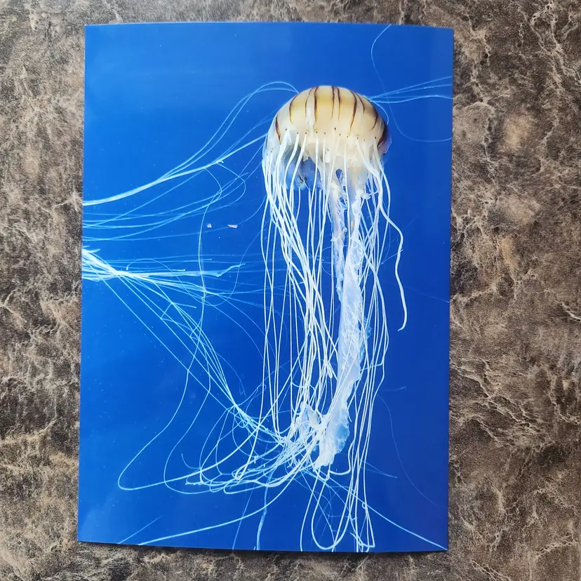 Photograph Of Jellyfish