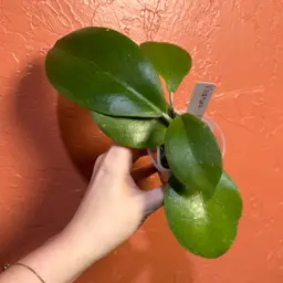 Hoya ‘Viola’ x unk