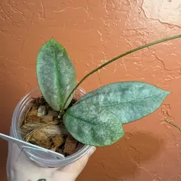 2018 Hoya mitrata (silver) (Borneo)