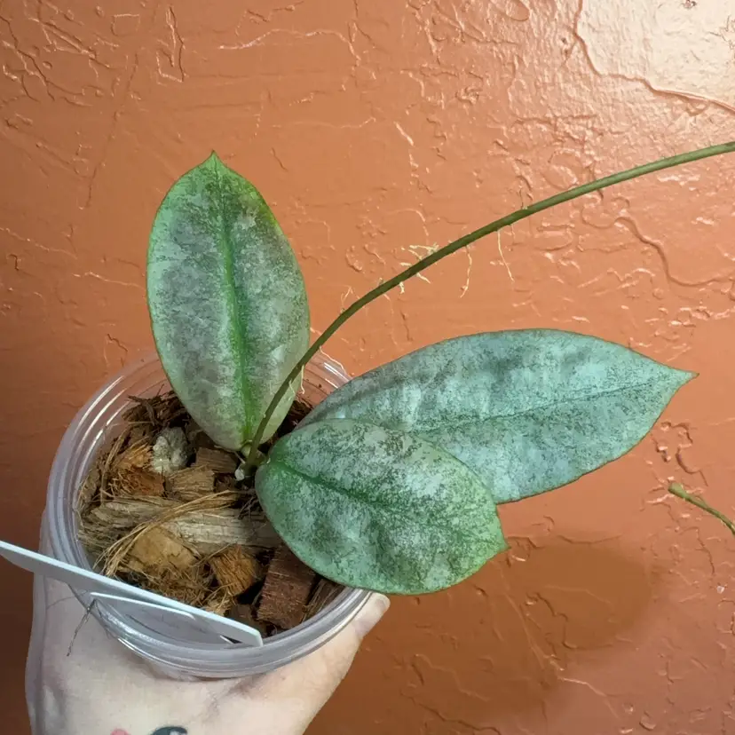 2018 Hoya mitrata (silver) (Borneo)