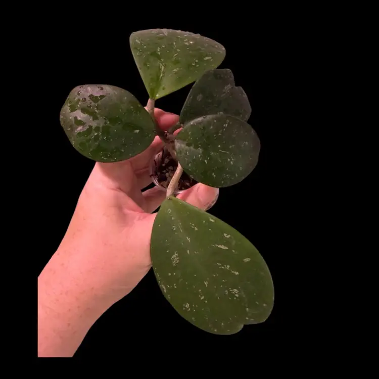 Hoya Obovata