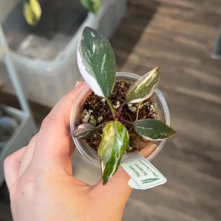 Philodendron red Anderson