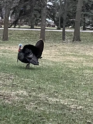 Thursday Tom Turkey Trot-Vintage Variety 